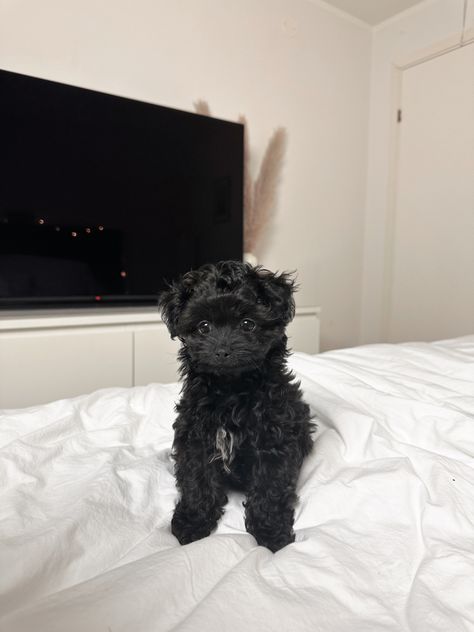 ☁️ Simply Sofia, Black Maltipoo, Small Black Dog, Cute Fluffy Puppies, Black Teddy Bear, Teddy Bear Dog, Dog Mommy, Maltipoo Puppy, Teddy Dog