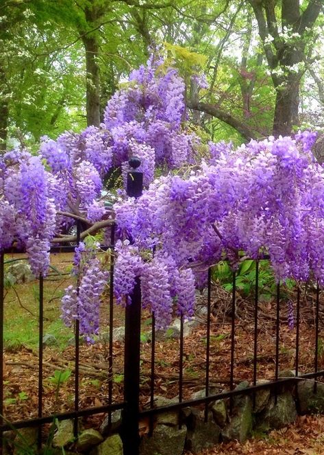 Kentucky Wisteria, Blue Pin, Wisteria, Blue Moon, Pin Collection, Kentucky, Trees, Yard, Moon