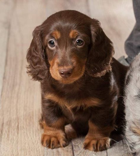 Pin by lauren tizzard on dogs | Cute funny dogs, Cute dogs, Cute baby dogs Perro Cocker Spaniel, Big Dogs Breeds, Biggest Dog In The World, Puppies Dachshund, Miniature Dachshund Puppies, Biggest Dog, Dachshund Puppy Miniature, Really Cute Puppies, Dogs Breeds