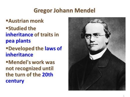 1 Gregor Johann Mendel  Austrian monk  Studied the inheritance of traits in pea plants  Developed the laws of inheritance  Mendel's work was not recognized.> Gregor Mendel Genetics, Genotype And Phenotype, Mendelian Genetics, Pea Plants, Gregor Mendel, Punnett Squares, Physical Features, Letter R, Guy Names