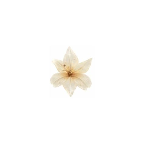 White Flower Icon, Flowers With White Background, Flower White Background, Doodles Quotes, Flower Fillers, Flower On White Background, Flowers White Background, Flower App, Beach Icon