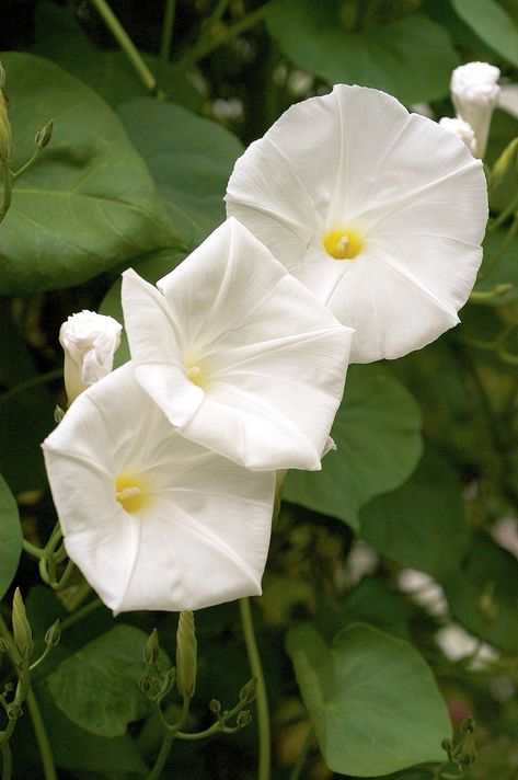 Moonflower (Ipomoea alba), with its large, pure white blooms, pleasant scent, and heart-shape leaves, is one of my favorite vining plants. #moonflower #nightbloomingflowers #springflowers #bhg Moonflower Vine, Vertical Garden Plants, Night Blooming Flowers, Growing Vines, Gardening Trends, Vertical Gardens, Moon Garden, Have Inspiration, Blooming Plants