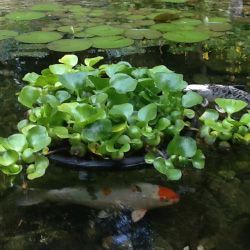 Plants For Pond Edge, Floating Planters For Pond, Beautiful Ponds, Pond Flowers, Pond Diy, Nature Pond, Pond Algae, Floating Gardens, Aqua Garden