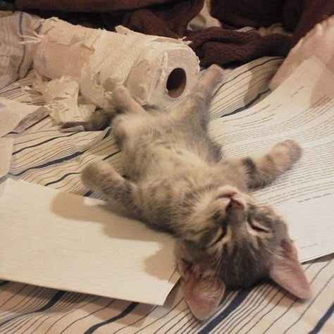 If You Ever Feel Sad, These 30 Sleeping Cats Will Make You Smile Söt Katt, Cat Sleeping, Funny Cat Pictures, I Love Cats, Silly Cats, Kitty Kitty, Pretty Cats, Funny Animal Pictures, Cute Kittens