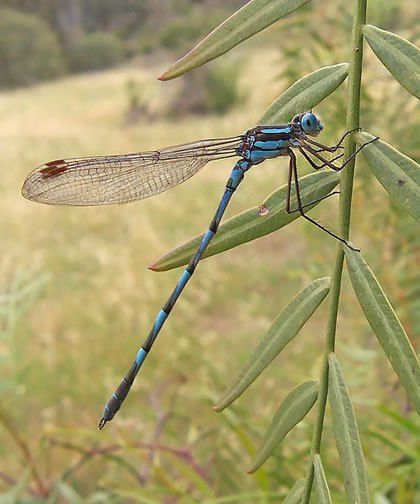 The Meaning of a Dragonfly: What Does a Dragonfly Symbolize? | wanders re-awakening Dragonfly Meaning, Dragonfly Symbolism, Dragon Flys, Dragon Flies, Cool Bugs, Blue Dragonfly, Dragonfly Art, Flying Insects, Beautiful Bugs