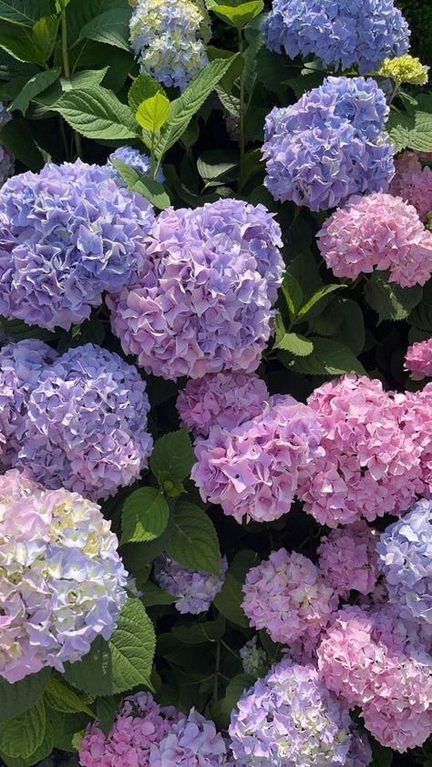 White Picket Fence Ideas, Picket Fence Ideas, Hydrangea Wallpaper, Pinterest Summer, Pretty Plant, Flowers Hydrangea, Fence Designs, Hydrangea Purple, White Picket Fence