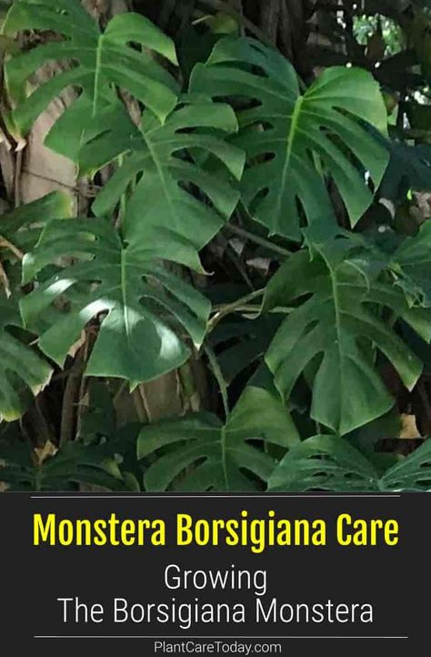 Monstera Borsigiana is closely related to Monstera deliciosa Some wonder is it a separate species, a variation or another name for deliciosa! [DETAILS] Growing Monstera, Outdoor Garden Bed, Monstera Borsigiana, Houseplant Tips, Pollinating Flowers, Houseplant Care, Plant Mama, Herb Gardening, Farm Projects