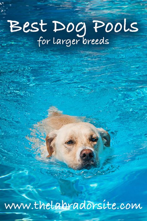 Dog Pool Diy, Dog Pools, Dog Pond, Indoor Dog Park, Dog Friendly Backyard, Ways To Exercise, Dog Swimming Pools, Dog Yard, Dog Playground