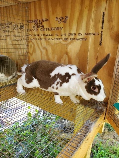 Standard Rex Rabbit, Newberry Sc, Rex Rabbits, Rabbits For Sale, Rabbit Breeds, Farm Projects, Rex Rabbit, Pet Rabbit, Rodents