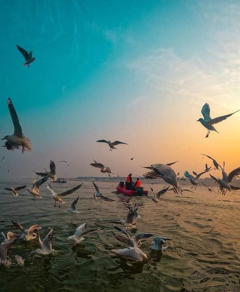 Cyberian birds on prayagraj Prayagraj Photography, Amba Mataji Images, Varanasi Photography Beautiful, Varanasi Photography, December Travel, Best Snapchat, English Vocabulary Words Learning, Karma Quotes, Photography Beautiful