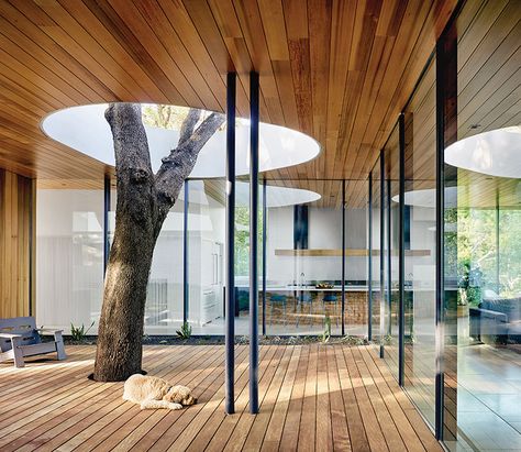 The smart design of a Rolling hills West house designed by alterstudio begins with the  towering live oak peeking through the roof. Tree Deck, Nature And Architecture, Indoor Tree, Terrazzo Floors, Front Courtyard, Archi Design, Indoor Trees, Roof Architecture, Architecture Student