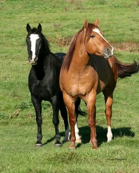 Horse Habitat, I Love Horses, Hereford Cattle, Gorgeous Horses, I Follow Back, Love Horses, Horse Boarding, Two Horses, Most Beautiful Animals