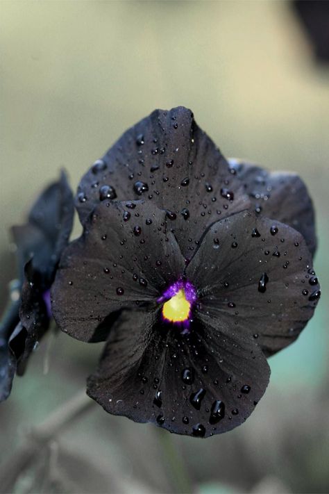 Pansy Black Pansy, Pansy Tattoo, Violets Flowers, Goth Garden, Gothic Garden, Purple Pansy, Black Garden, Dark Flowers, Pansies Flowers