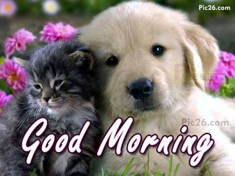 Good Morning Pictures, Photos, and Images for Facebook, Tumblr, Pinterest, and Twitter Good Morning Puppy, Good Morning Dog, Good Morning Animals, Good Morning Cat, Good Morning Posters, Good Morning Smiley, Good Morning Sister, Morning Cat, Good Morning Funny Pictures