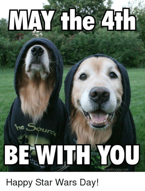 Collection Of The BEST May The 4th Memes - Guide 4 Moms Happy Star Wars Day, Dog Meme, May The Fourth Be With You, Crazy Dogs, May The Fourth, Star Wars Facts, May The 4th Be With You, May The 4th, Star Wars Day