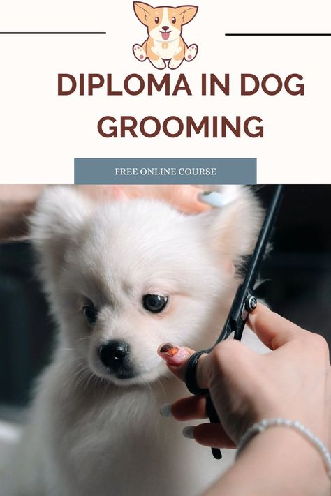 Learn the theory and practice of dog grooming in this free online diploma course that qualifies you as a professional.
We demonstrate the importance of staying calm and assertive when dealing with dogs. The course then examines canine anatomy and shows you how to protect the dogs in your care. We lay out the steps of the pre-grooming health check and establish why it is vital that your client knows its results. We also break down how to start your own pet-grooming business. Canine Anatomy, Grooming Dogs, Pet Grooming Business, Staying Calm, Dog Grooming Business, Free Online Courses, Your Own Business, Health Check, The Dogs