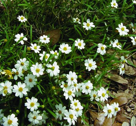 Blackfoot Daisy Blackfoot Daisy, Rock Garden Plants, Plant Guide, Rock Garden, Austin Texas, Garden Plants, Daisy, Texas, Plants