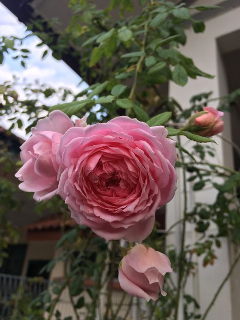 Huntington Rose, The Huntington Gardens, Rambling Rector Rose, The Generous Gardener Climbing Rose, The Generous Gardener Rose, Romantic Antique Garden Rose, Botanical Art, Roses, Cottage