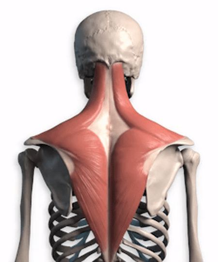 Middle portion of the trapezius showing how it moves Trapezius Reference, Trapezius Muscle Anatomy, Proko Anatomy Torso, Trapezius Anatomy, Back Muscles Anatomy, Muscle Project, Proko Anatomy, Animation Anatomy, Back Anatomy