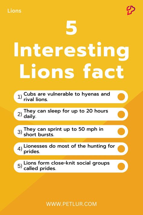 5 Interesting facts about Lions🦁 Facts About Lions, Fun Facts About Lions, Lion Facts, Intresting Facts, Animal Facts, The Kings, Hyena, Zoology, Pinterest Board