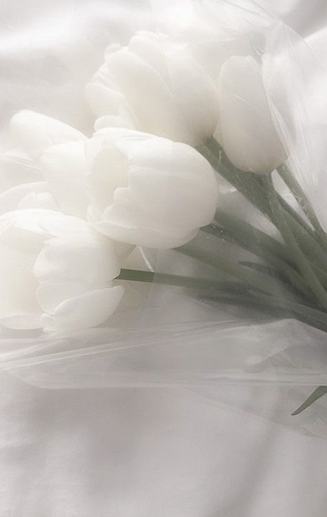 White + Core + Aesthetic, Tulips Aesthetic, White Flower Wallpaper, White Wallpaper For Iphone, 헬로키티 배경화면, White Tulips, + Core + Aesthetic, Black And White Aesthetic, White Picture