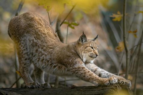 Eurasian lynx in autumn Eurasian Lynx, Iron Gifts, Whitetail Deer, Lynx, Teaching Art, Big Cats, Panther, Cats And Kittens, Deer