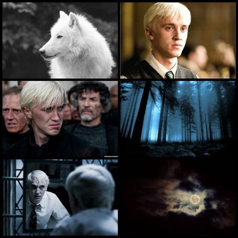 Draco Malfoy~ werewolf Draco X Harry, Malfoy Family, Tom Felton Draco Malfoy, Big Crush, Gray Eyes, Tom Felton, Harry Potter Universal, Draco Malfoy, Wizarding World