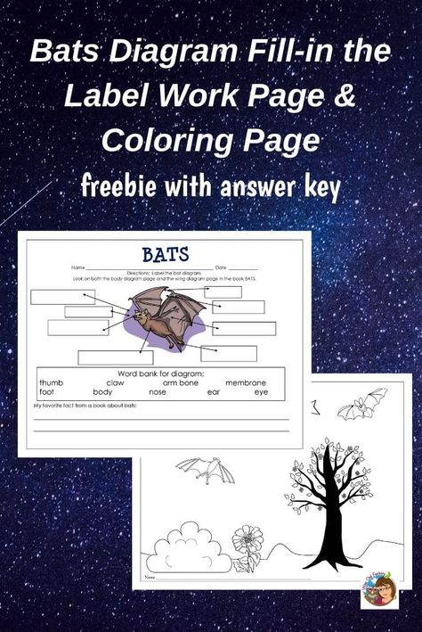 Bat Diagram, Bat Coloring Page, Bat Facts, Bat Coloring Pages, Arm Bones, Book Companion, Word Bank, Kid Activities, Science Experiments