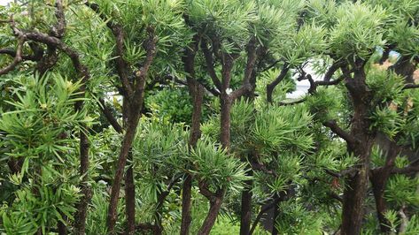 Podocarpus Hedge, Cloud Pruning, Coniferous Trees, Monrovia Plants, Planting Plan, Conifer Trees, Specimen Trees, Trellis Plants, Fast Growing Trees