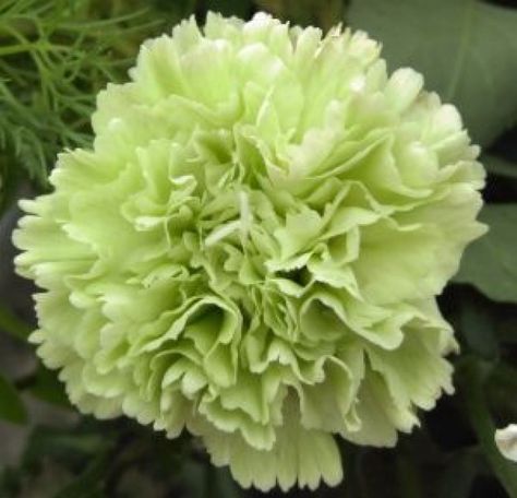 Growing Carnations, January Flower, Green Carnation, January Birth Flowers, Wedding Flower Guide, Green Wedding Flowers, Flower Places, Flower Cart, Flower Meanings