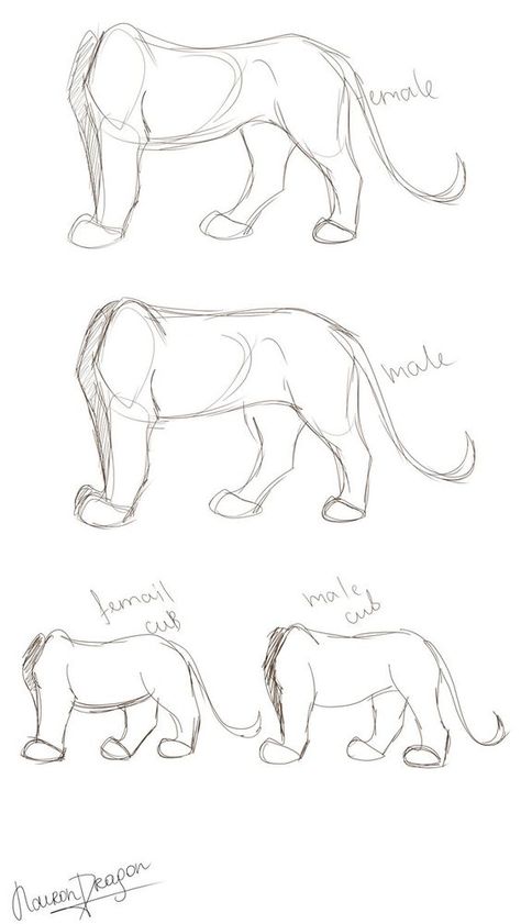 Lion King Drawings, Cat Drawing Tutorial, Cats Art Drawing, Lion King Fan Art, Cat Anatomy, Lion Drawing, Warrior Cat Drawings, Animal Drawings Sketches, Lion King Art