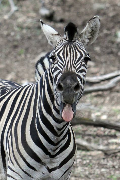 Trever Zebras, Zebra Portrait Photography, Zebra Photo, Zebra Close Up, Zebra Photography Amazing Photos, Zebra Art, Zebras Animal, Baby Zebra, African Animals