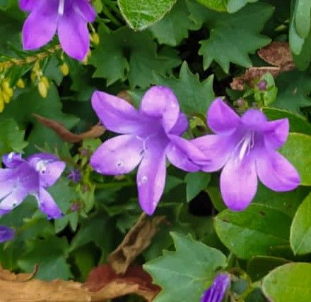 Bellflower Campanula, Campanula Flower, Campanula Portenschlagiana, Campanula Flowers, Photography Plants, Wedding Mood Board, Wedding Mood, All Flowers, Purple Flower