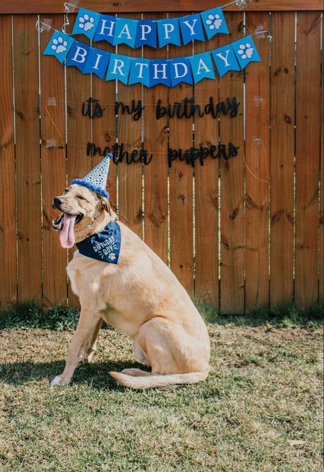 It’s his birthday photoshoot you mother puppers Mother Puppers, Dog Things, Birthday Mother, Birthday Photoshoot, My Birthday, Dogs, Birthday, Photography