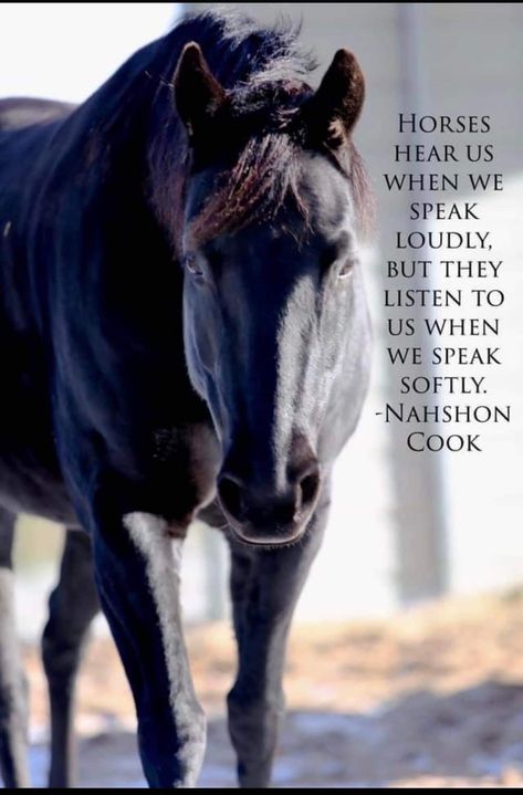 Horses Quotes Inspirational, Horsemanship Quotes, Horse Sayings, Equine Quotes, Funny Horse Videos, Inspirational Horse Quotes, Horse Riding Quotes, Equestrian Quotes, Horse Heart