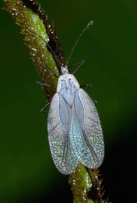 Lace bug (Tingidae) - Peru - by Arthur Anker Interesting Insects, Lace Bug, Interesting Bugs, Cool Insects Weird, Giant Bugs Fantasy Art, Green Slug Bug, Bugs Under Microscope, Macro Photography Insects, Stink Bugs