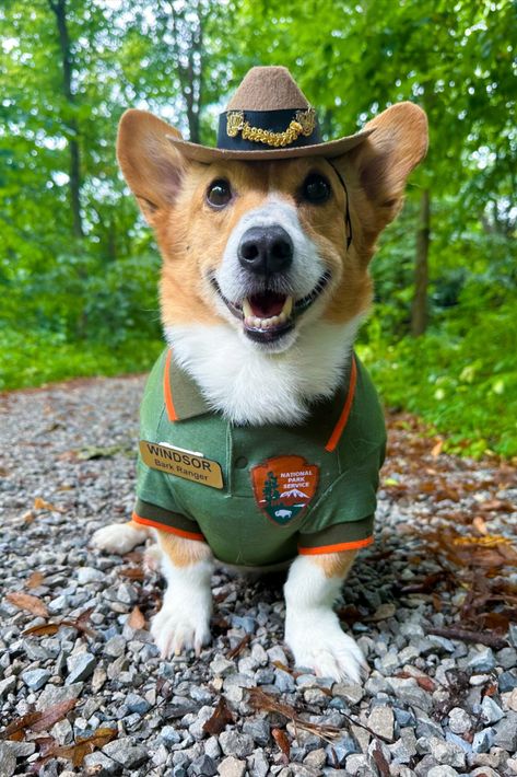 Dog Halloween Costume Ideas, National Park Service Park Ranger Costume, Park Ranger Shirt, Hat and NPS Badge Park Ranger Costume, National Park Ranger, Puppy Halloween Costumes, Ranger Costume, Dog Halloween Costume, Corgi Mug, Clever Halloween Costumes, Dog Halloween Costumes, Park Ranger