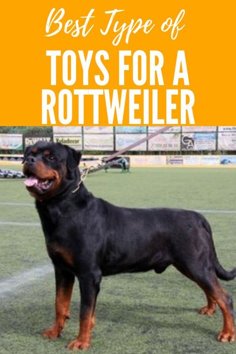 Dogs With Big Ears, Rottweiler Wallpaper, Big Dog Halloween Costumes, Dogs For Apartments, Dogs With Big Eyes, Cute Big Dogs, Big Dog House, Asian Dogs, Sir Lancelot