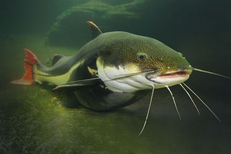 Avid anglers want to know how to tell if a catfish is pregnant. Keep reading and learn more about pregnancy signs in a catfish average anglers don’t know. How To Catch Catfish, Big Catfish, Beautiful Fishes, Vermeer Paintings, Blue Catfish, Channel Catfish, Catfish Fishing, Cat Whiskers, Underwater Photos