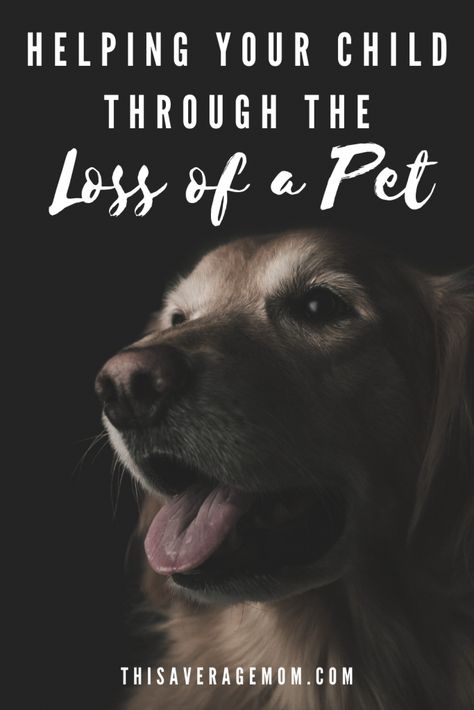 The Loss Of A Pet, Mother Hood, Coping With Loss, Dog Died, Domestic Animals, Loss Of Dog, Pet Advice, Miss Her, Dogs And Kids