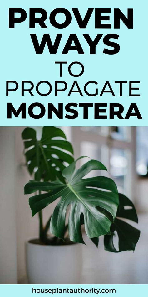 Learn how to propagate your Monstera easily with this detailed guide. This article provides step-by-step Monstera plant care tips that will help you grow new plants from cuttings. Whether you're an experienced plant lover or exploring indoor plants for beginners, this indoor Monstera plant guide covers everything you need to know. Discover how to make the most of your indoor houseplants and watch your Monstera thrive. Start propagating today with these simple, helpful tips! Propagate Monstera, Monstera Deliciosa Care, Indoor Plants For Beginners, Monstera Plant Care, Plants From Cuttings, Plants For Beginners, Easy House Plants, Lucky Plant, Plant Clips