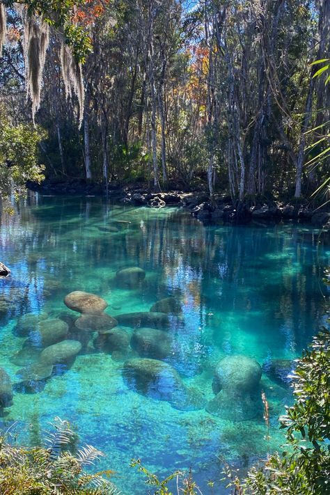 Encountering Gentle Giants: A Guide to Manatee Watching at Blue Springs State Park, Orange City, Florida Cheapest Places To Live, Blue Springs State Park, Manatee Florida, Florida State Parks, Places In Florida, Fort Lauderdale Beach, Orange City, Florida City, Manatees