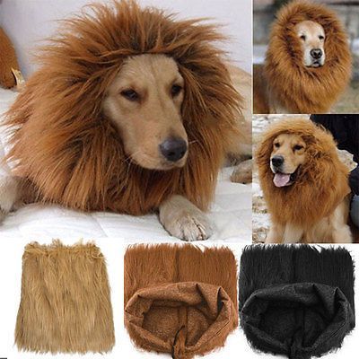 Dog Lion Mane, Costume Lion, Dog Costumes Funny, Festival Fancy Dress, Lion Dog, Pet Halloween Costumes, Fancy Dress Up, Pet Dogs Puppies, Lion Mane