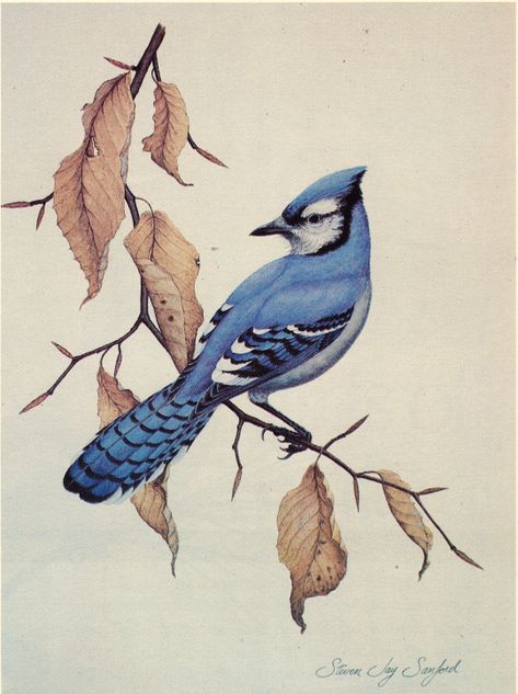 Blue Jay Tattoo, Blue Jay Art, Drawing Magic, Blue Bird Art, Blue Jay Bird, Jay Bird, Illustration Botanique, Bird Artwork, Birds Tattoo