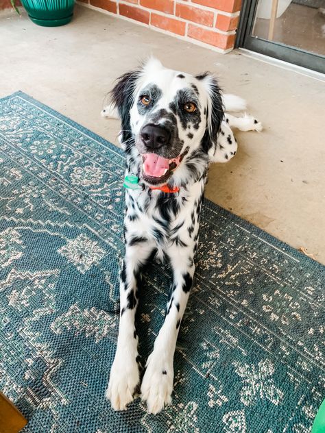 My 1 year old Long Coat Dalmatian! Dalmatian Long Coat, Dalmatian Australian Shepherd, Long Coated Dalmatian, Fluffy Dalmatian Puppy, Long Haired Dalmatian Puppy, Long Coat Dalmatian, Fluffy Dalmatian, Long Haired Dalmatian, Dog Design Art