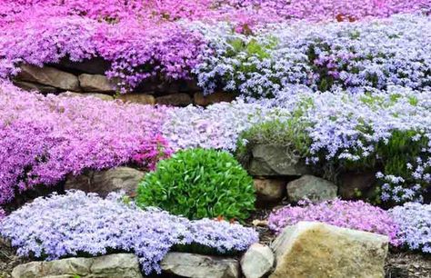 Creeping Phlox, Moss Phlox, Moss Pink, Mountain Phlox, Flower carpet, groundcover, ground cover, purple flowers, pink flowers, blue flowers, white flowers Ground Cover Flowers, Phlox Flower, Phlox Subulata, Moss Phlox, Phlox Flowers, Flower Carpet, Creeping Phlox, Rock Garden Plants, Ground Cover Plants