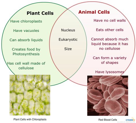 Plant vs Animal cells venn diagram for educational purposes.  #venn #diagram Plant Vs Animal Cell, Cell Biology Notes, Plant Cell Diagram, Characteristics Of Living Things, Cell Diagram, Animal Cells, Cells Worksheet, Cell Parts, Plant Cells