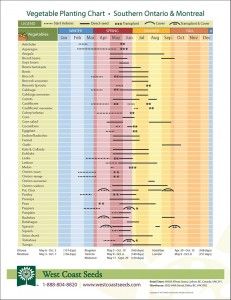 Planting Charts Grow vegetables in Southern Ontario and Montreal area Vegetable Growing Chart, Growing Winter Vegetables, Planting Chart, Vegetable Planting Guide, Vegetable Planting, When To Plant Vegetables, Fall Vegetables, Fall Garden Vegetables, Winter Vegetables