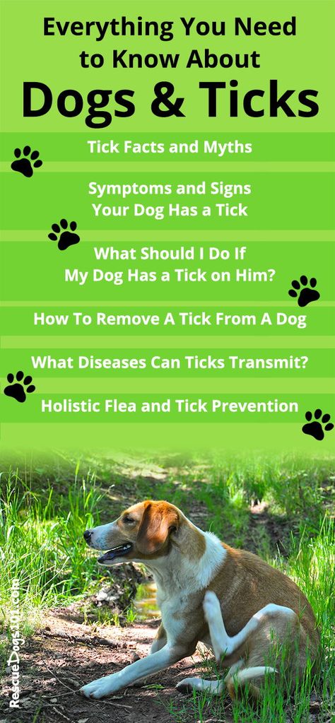 What Should I Do If My Dog Has a Tick on Him? Learn how to  remove a tick from a dog  safely. #dogs #doghealth #rescuedogs101 Dog Baths, Pet Recipes, Deer Ticks, Tick Removal, Ticks On Dogs, Dog Remedies, Dog Advice, Dog Health Tips, Bad Behavior