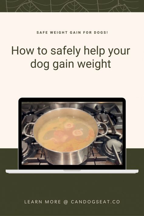 Simple Weight Gainer for dogs - Bone Broth How To Put Weight On A Dog, Help Dog Gain Weight Healthy, Dog Weight Gain Tips, How To Fatten Up A Dog, Weight Gain For Dogs, What To Feed Dogs, Foods For Liver Health, Dog Raw Diet, Dog Homemade